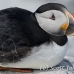 puffin_atlantic_msi_h_1609_can1230.jpg